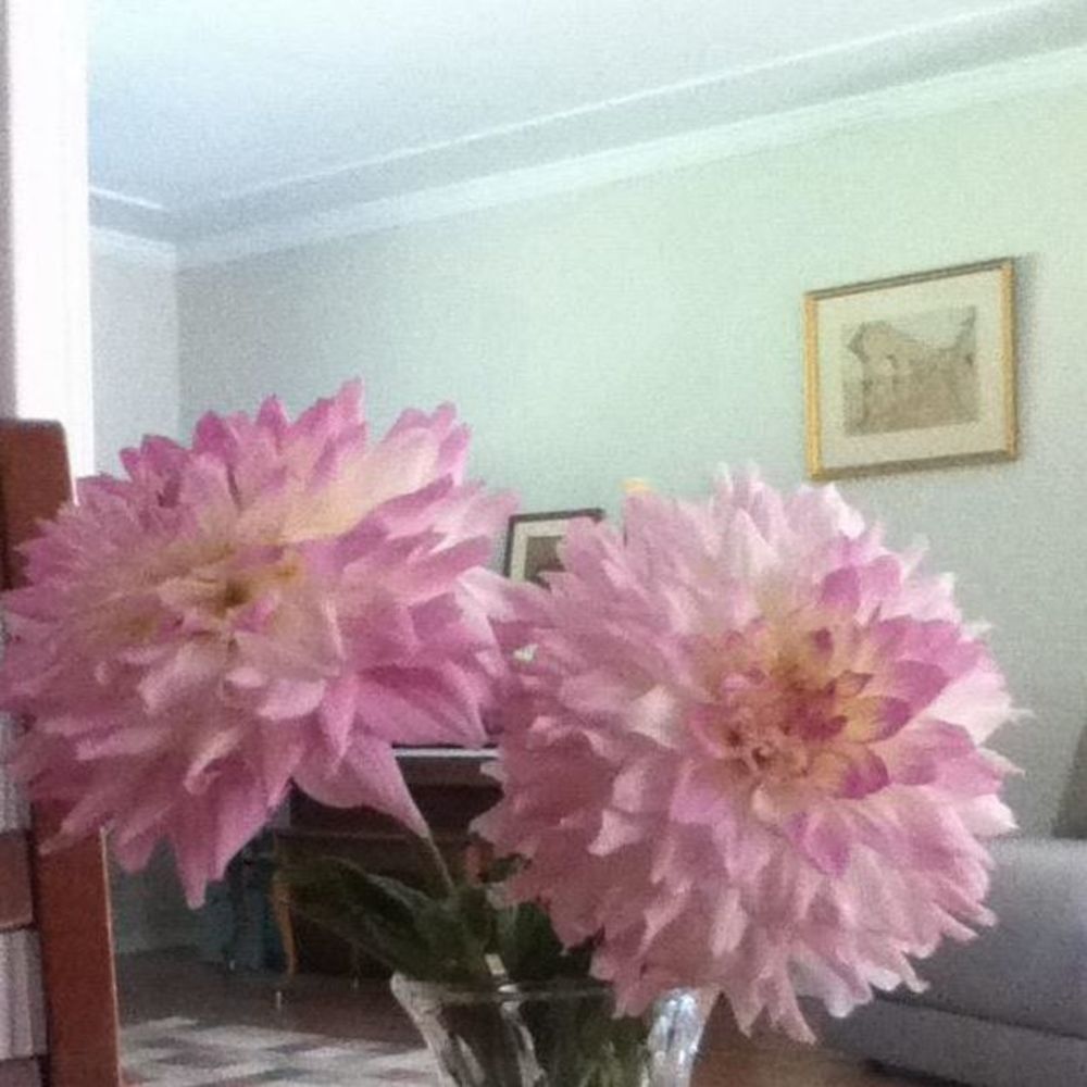 Meet your Posher, Rhendia